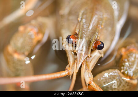 Sad eyes live crayfish close-up. Traditional delicious beer snack. Live crayfish close up. Stock Photo