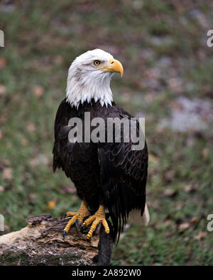 Bald Eagle bird perched on a log displaying its body, head, eye, beak, talons, and plumage with a nice bokeh background  in its surrounding and enviro Stock Photo