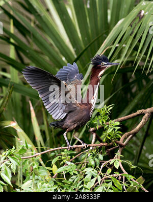 Green Heron close up perched on a tree branch exposing its body, head, eye, beak, plumage, feet, spread wings enjoying its environment and surrounding Stock Photo