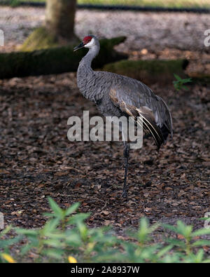 Sandhill Crane bird standing tall with a nice foliage background enjoying its surrounding and environment while exposing its body, wings, head, long n Stock Photo