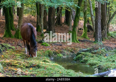 The New Forest pony is one of the recognised mountain and moorland or native pony breeds of the British Isles. New Forest National Park, Hampshire, UK Stock Photo