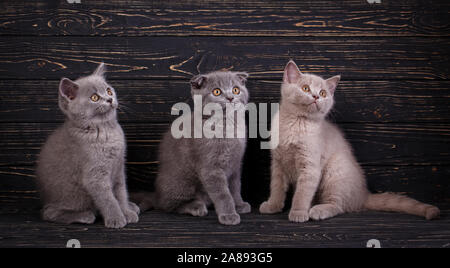 Scottish straight and scottish fold kittens. Professional photography purebred kittens Stock Photo