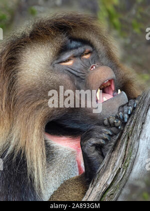 Gelada Baboon Theropithecus gelada Yawning Male (Captive) Stock Photo