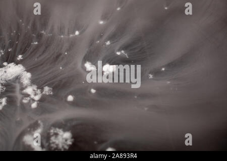 Thick white smoke on a background of black ceramic tiles. Dry ice tobacco Stock Photo