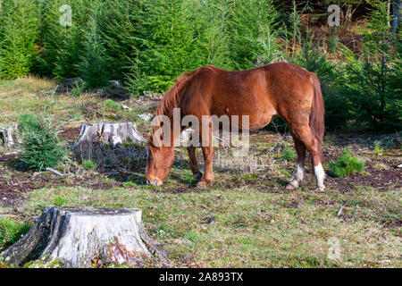 The New Forest pony is one of the recognised mountain and moorland or native pony breeds of the British Isles. New Forest National Park, Hampshire, UK Stock Photo