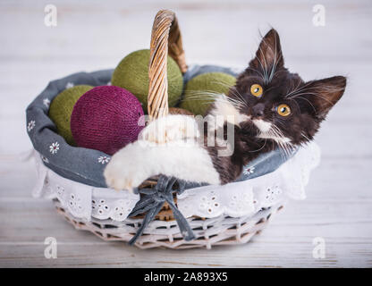 A playful kitten lies in a basket with green balls. Isolated on a white background. Stock Photo