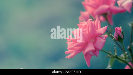 Pink roses with buds on a background of a green bush in the garden. Beautiful pink flowers in the summer garden. Blue background. Stock Photo