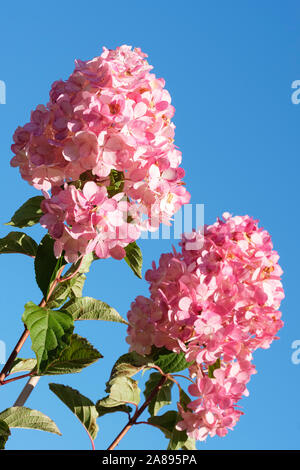 Loose pyramid-shaped clusters of flowers of Hydrangea paniculata Vanille Fraise turn pink as they age, Blue sky background Stock Photo