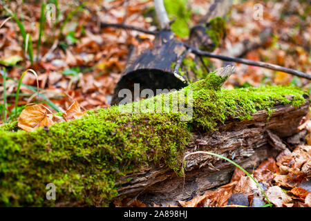 Log with moss growing on it in autumn forest. Close-up Stock Photo