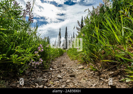 Trail through lupines in Sun Valley, Idaho, USA Stock Photo