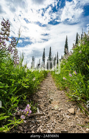 Trail through lupines in Sun Valley, Idaho, USA Stock Photo