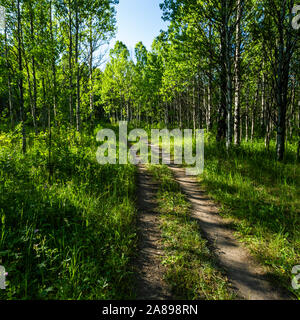 Trail through lush forest in Sun Valley, Idaho, USA Stock Photo