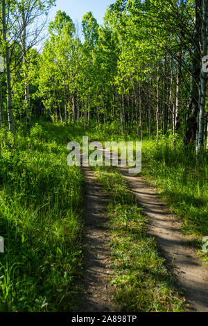 Trail through lush forest in Sun Valley, Idaho, USA Stock Photo