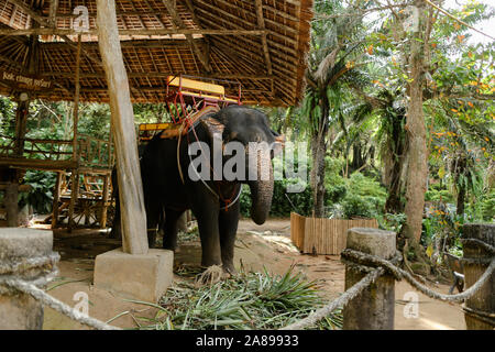 Domesticated and tied elephant standing with saddle. Stock Photo