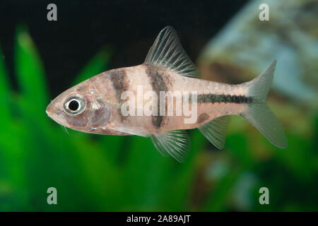 Barbodes lateristriga,Schwarzbandbarbe,Spanner barb Stock Photo - Alamy