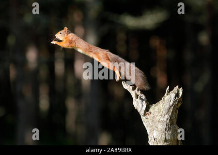 Eichhörnchen, Sciurus vulgaris Stock Photo