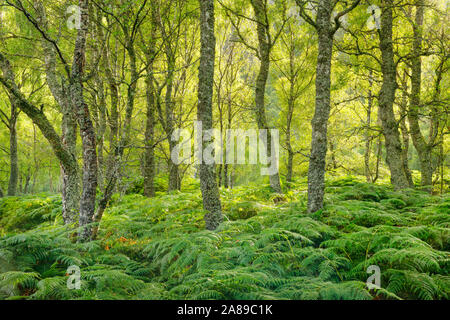 Birkenwald, Craigellachie National Nature Reserve, Schottland Stock Photo