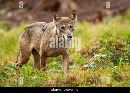 Solitary grey wolf wandering the mountains in summer and looking to camera Stock Photo