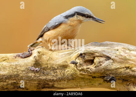 Northampton, UK, A Nuthatch. Sitta europaea (sittidae) feeding in a back garden during the sunshine and showers this afternoon. Stock Photo