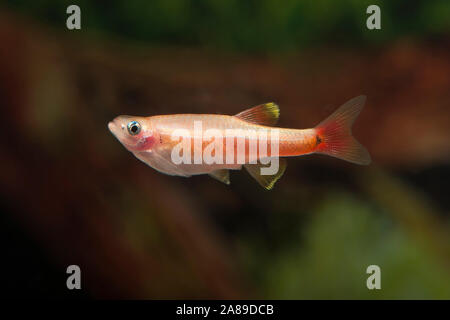 Tanichthys albonubes Firered,Kardinalfisch,White Cloud Mountain Minnow Stock Photo
