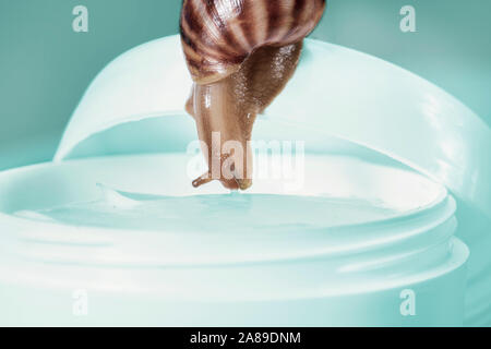 Cream with snail extract. Snail on a cosmetic jar. Stock Photo