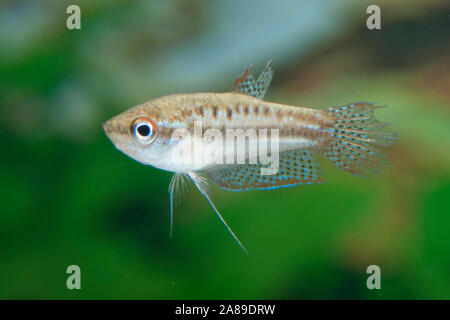 Trichopsis pumila,Knurrender Zwerg-Gurami,Pygmy Gourami Stock Photo - Alamy