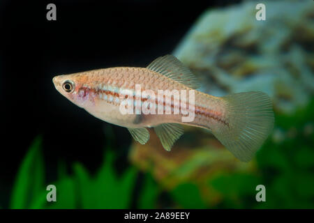 Xiphophorus helleri GREEN,Schwertraeger,Swordtail Stock Photo