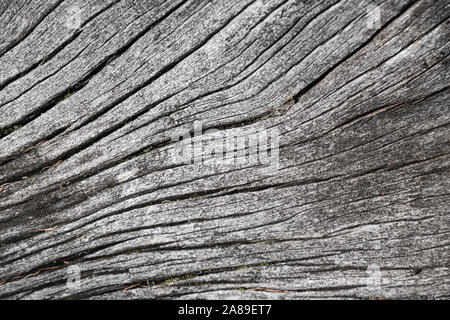 Grey tree trunk without bark Stock Photo