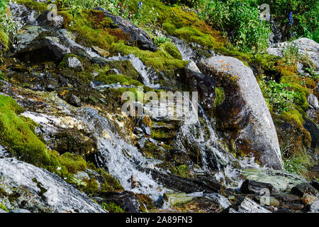 Mountain stream on summer day. Thin stream of river among moss, grass and stones Stock Photo
