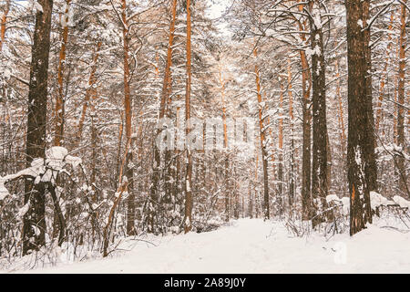 Sunny day in winter forest. Pine and spruce under snow Stock Photo