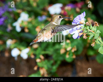 Female Rufous Hummingbird (Selasphorus rufus) feeding at a flower Stock Photo