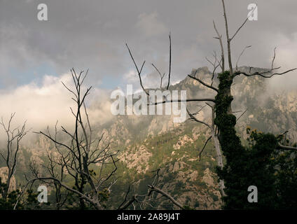 Dead trees in a low cloud mountain landscape Stock Photo