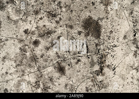 Lichens at an old wall Stock Photo