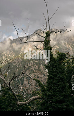 Dead trees in a low cloud mountain landscape Stock Photo