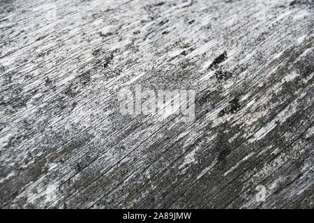 Grey tree trunk without bark Stock Photo