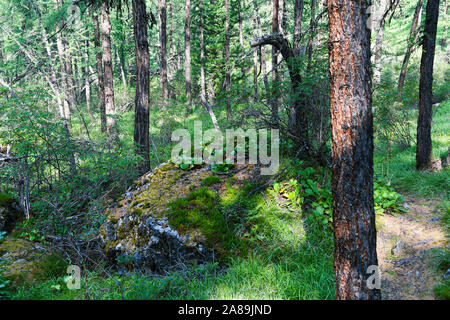 Pine forest on summer day. Hiking in taiga Stock Photo