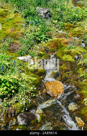 Mountain stream on summer day. Thin stream of river among moss, grass and stones Stock Photo