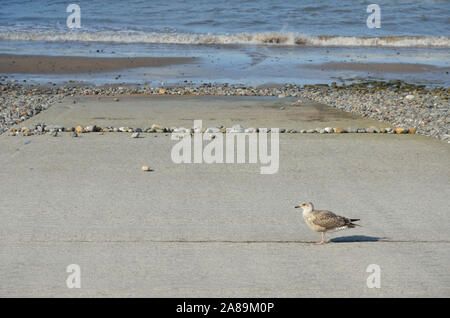 Seagull, Llandudno Beach; Conwy; North Wales; UK; United Kingdom; Europe. Stock Photo