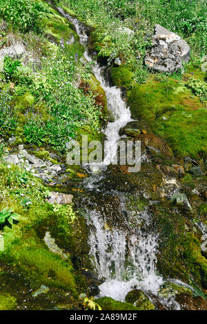 Mountain stream on summer day. Thin stream of river among moss, grass and stones Stock Photo