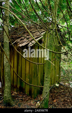 A vertical image of an old shed in among the growing trees on Vancouver Island British Columbia Canada. Stock Photo
