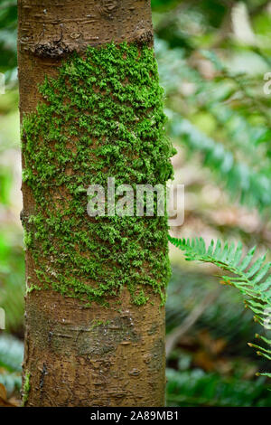A vertical image of a tree trunk with green moss growing on the bark on Vancouver Island British Columbia Canada. Stock Photo