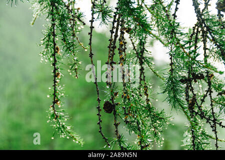 Drops on green needles of larch. Summer rain in coniferous forest Stock Photo
