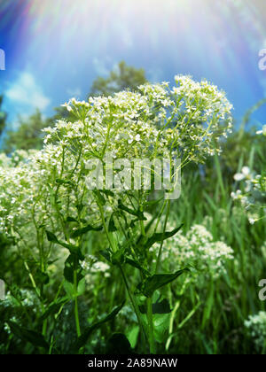 Hoary pepperwort (Cardaria draba) is Medicinal herbs as antiscorbutic remedies, average flow of the Volga river Stock Photo