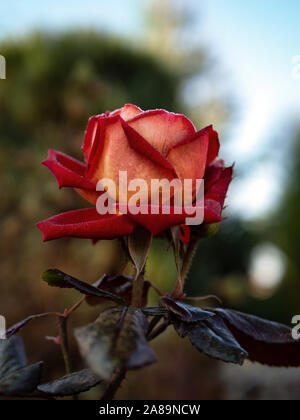 Tea rose covered with dew. A single, beautiful rose flower. Late cold morning. Shallow depth of field. Stock Photo