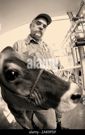 Black and white portrait of our diary farmer poses with diary cow in milking barn Stock Photo