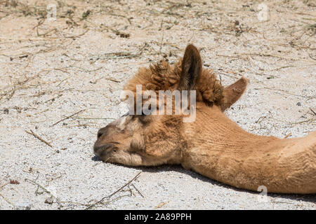 Tired llama lying on sand, llama head Stock Photo