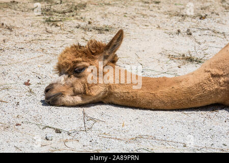 Tired llama lying on sand, llama head Stock Photo
