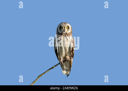 Short-eared owl (Asio flammeus / Asio accipitrinus) perched in tree