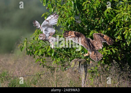 Short-eared owl (Asio flammeus / Asio accipitrinus) pair landing on fence post along field Stock Photo