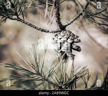 Pine cone on a tree branch in the woods. Stock Photo
